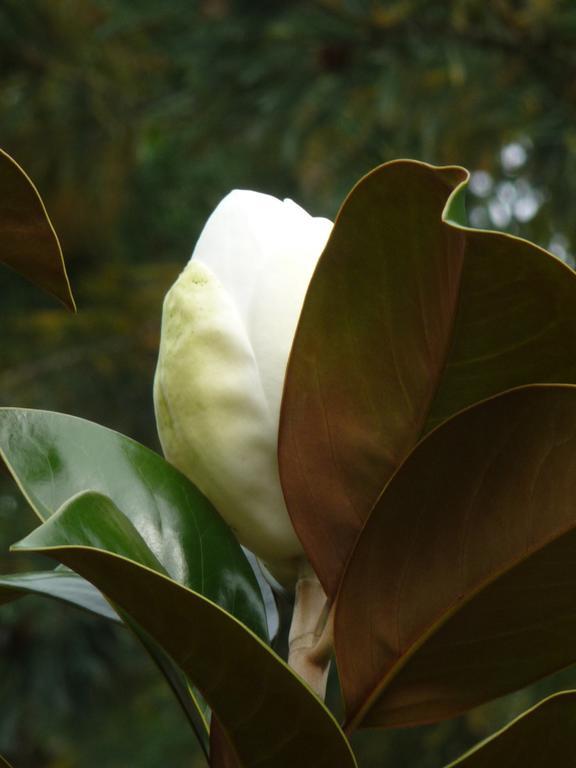 Magnolia Petal Panzió Ganges Kültér fotó